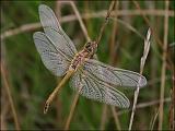 2007-08-18_Zwervende_heidelibel_-_Zuidlaardermeer, zuidoever_2